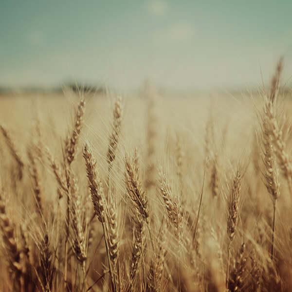 wheat_manna-sm